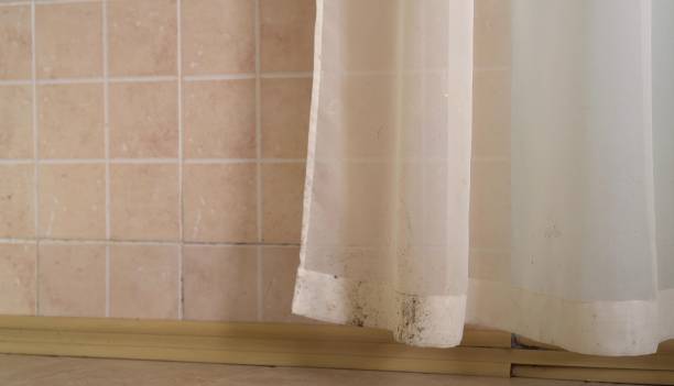 Best Mold Odor Removal Services  in Pine Ridge, FL