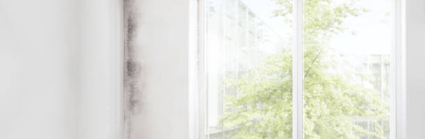 Best Commercial Mold Inspection  in Pine Ridge, FL