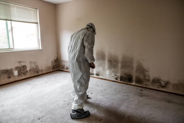 Trusted Pine Ridge, FL Mold Removal Experts