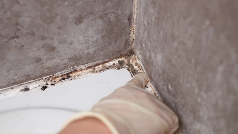  Pine Ridge, FL Mold Removal Pros